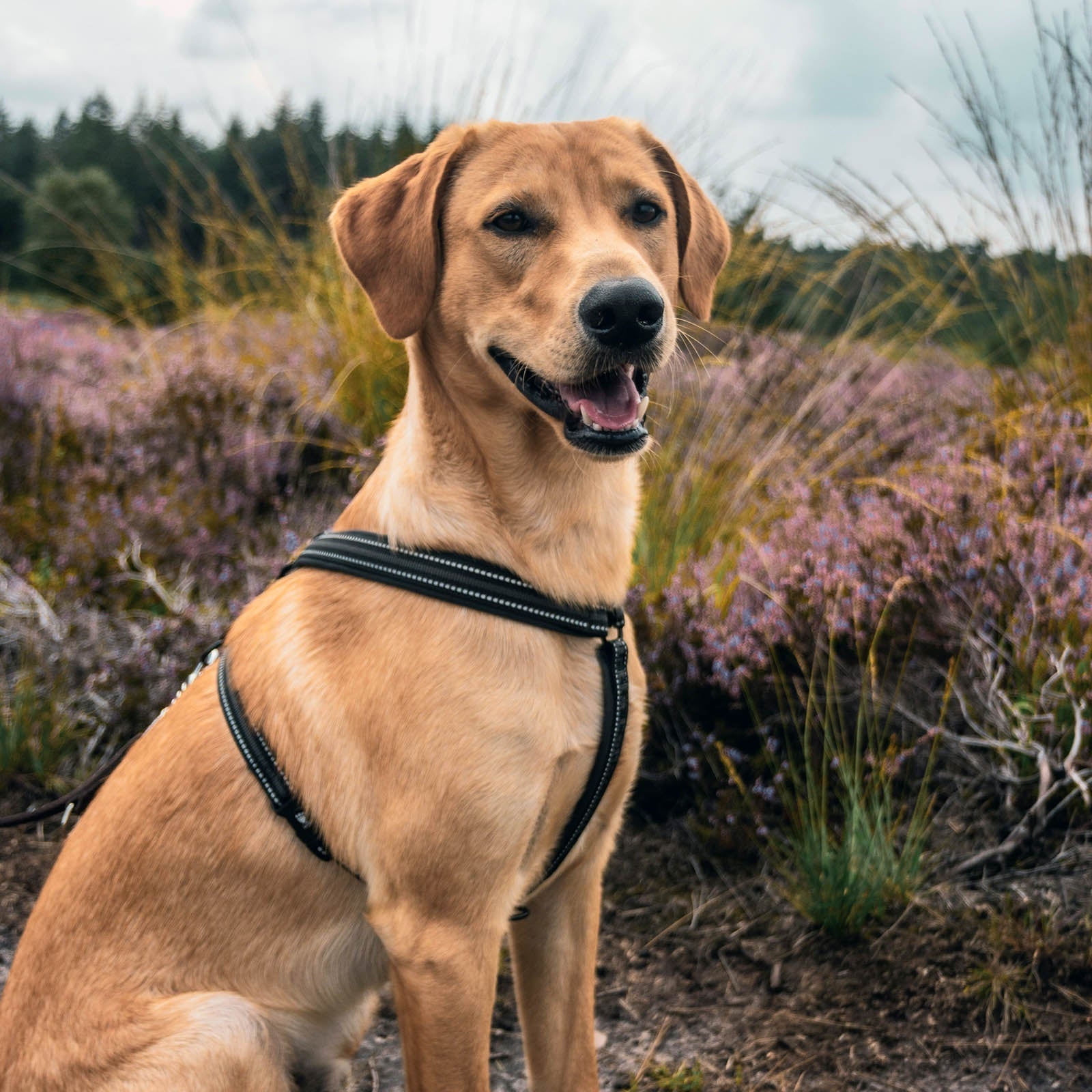 Hundegeschirr statt Halsband? Was wirklich wichtig ist – und wie du das richtige Modell findest