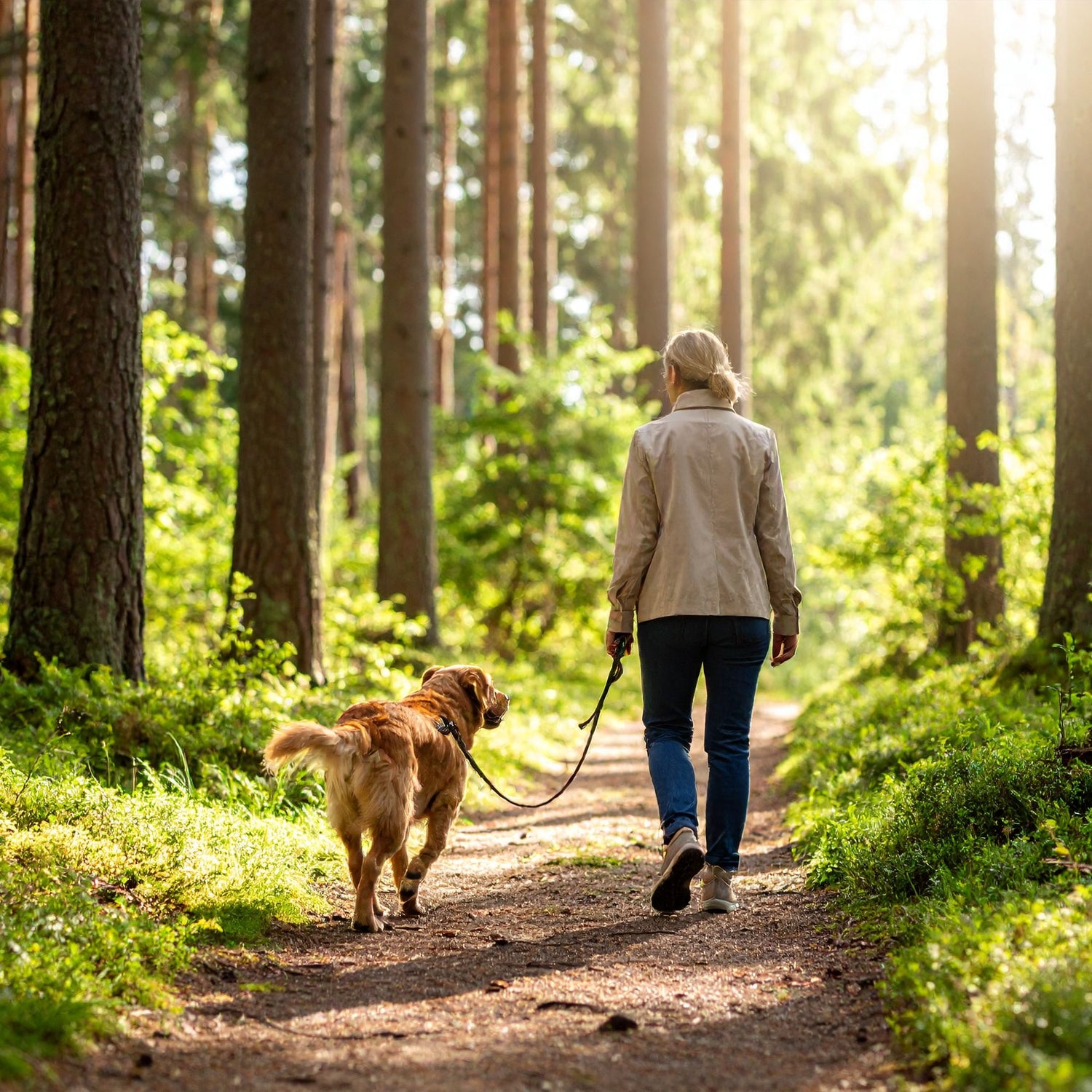 Hund zieht an der Leine – Was tun?