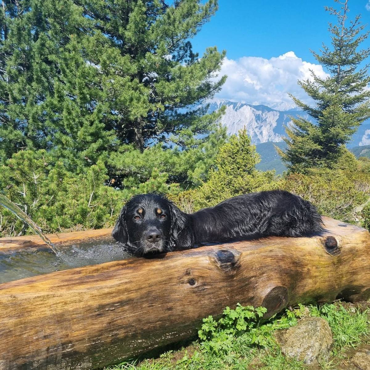 Wandern mit Hund in den Bergen – was du wissen solltest