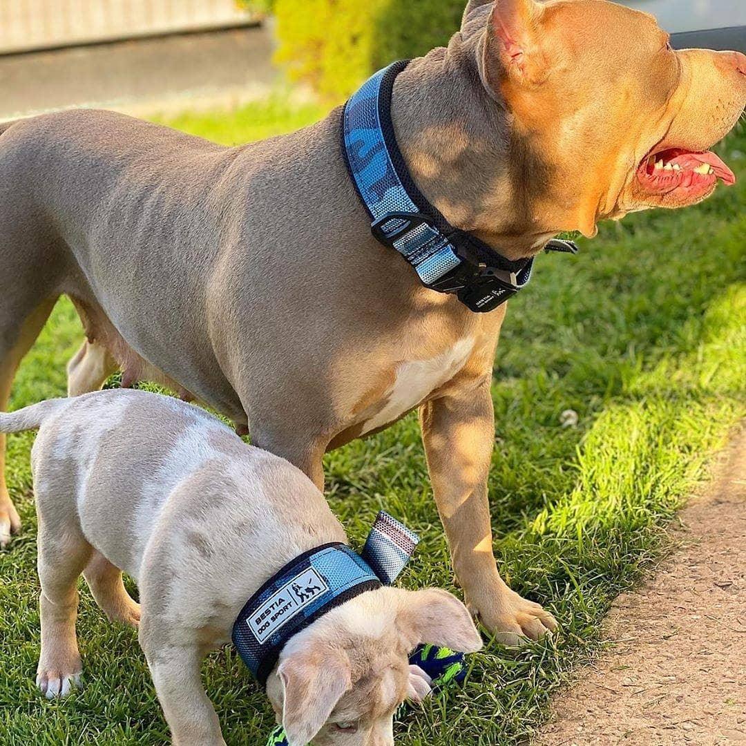 Ein erwachsener Hund und ein Welpe mit BESTIA DOG SPORT – Schnellverschluss-Halsband Blue Camo-Halsbändern stehen auf dem Gras neben einem Feldweg; der erwachsene Hund blickt nach rechts, während der Welpe am Boden schnüffelt.