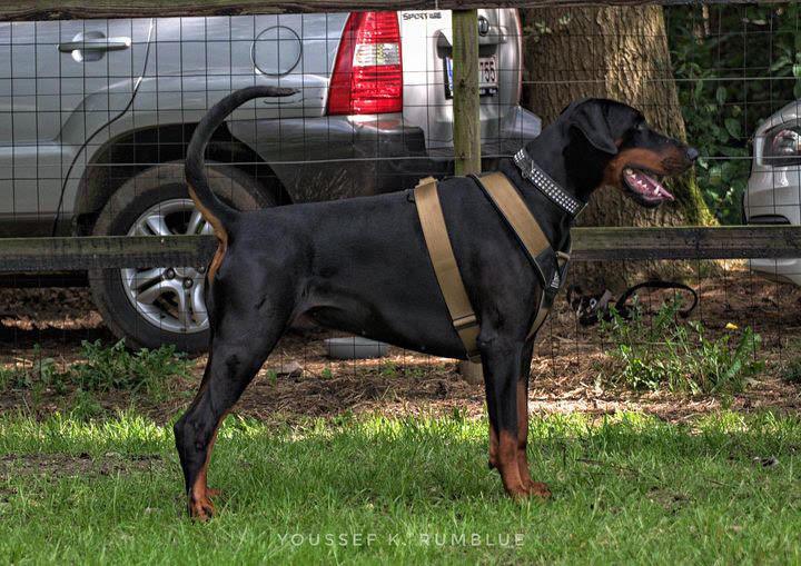 Ein schwarz-brauner Dobermann trägt das BESTIA DOG SPORT - GripPro Heavy Duty Hundegeschirr und steht auf Gras vor einem Holzzaun, mit einem geparkten silbernen SUV im Hintergrund.